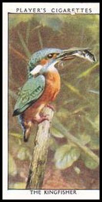 18 The Kingfisher